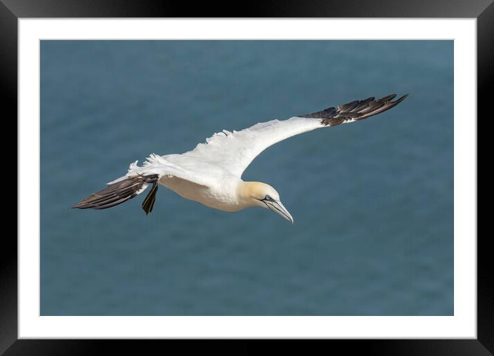 Gannet in flight Framed Mounted Print by Jonathan Thirkell