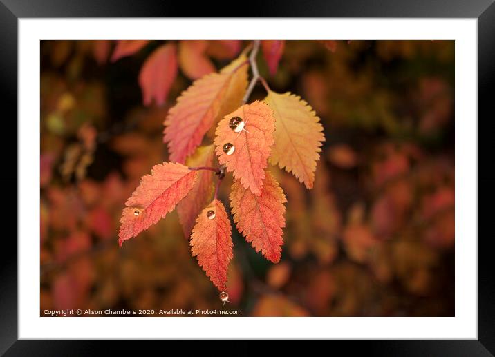 Autumn Raindrops  Framed Mounted Print by Alison Chambers