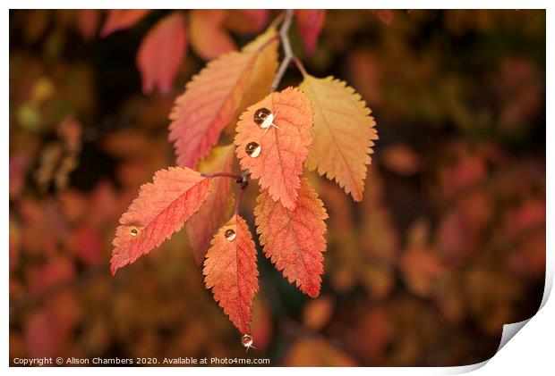 Autumn Raindrops  Print by Alison Chambers