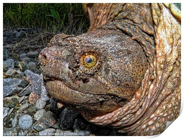 North American Snapping Turtle Print by Gary Barratt