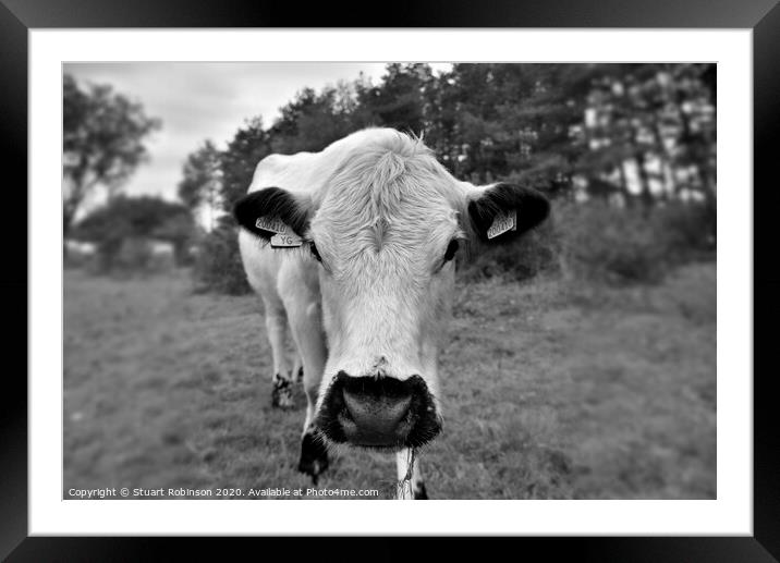 A cow standing on top of a grass covered field Framed Mounted Print by Stuart Robinson
