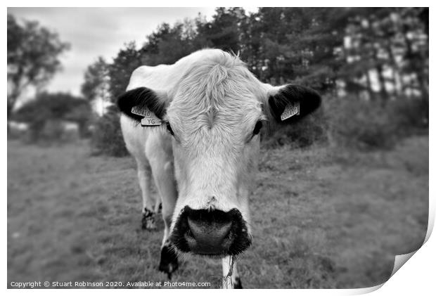 A cow standing on top of a grass covered field Print by Stuart Robinson
