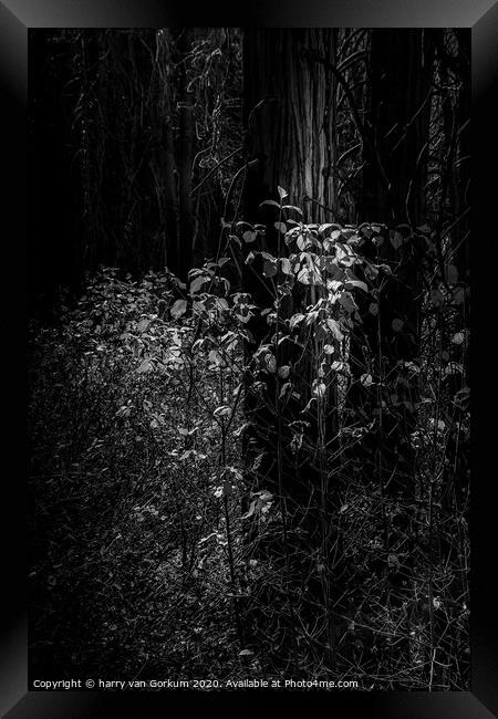 Yosemite Trees in black and white Framed Print by harry van Gorkum