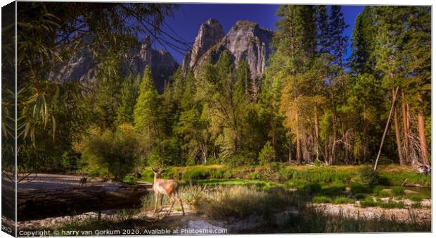 Deer in Yosemite Valley  Canvas Print by harry van Gorkum