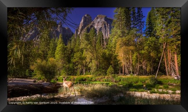 Deer in Yosemite Valley  Framed Print by harry van Gorkum