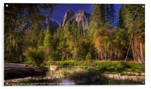 Deer in Yosemite Valley  Acrylic by harry van Gorkum