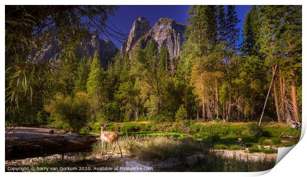 Deer in Yosemite Valley  Print by harry van Gorkum