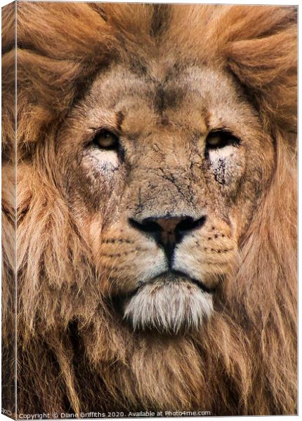 A lion looking at the camera Canvas Print by Diane Griffiths