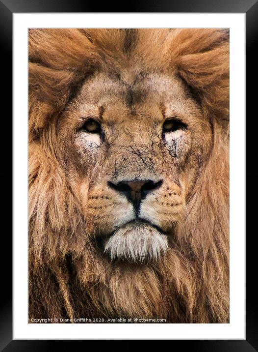 A lion looking at the camera Framed Mounted Print by Diane Griffiths