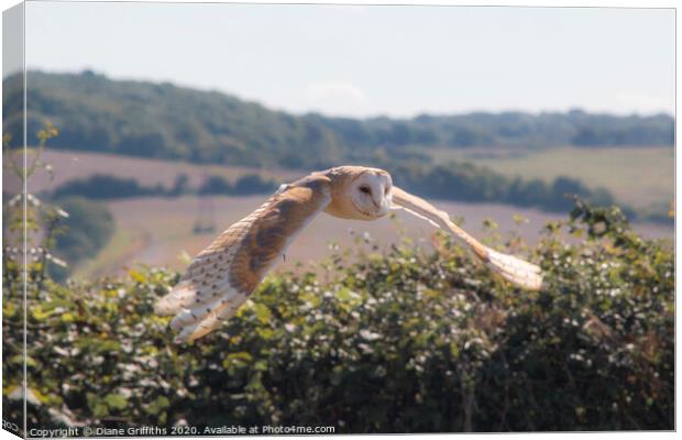 Barn Owl Flying Canvas Print by Diane Griffiths