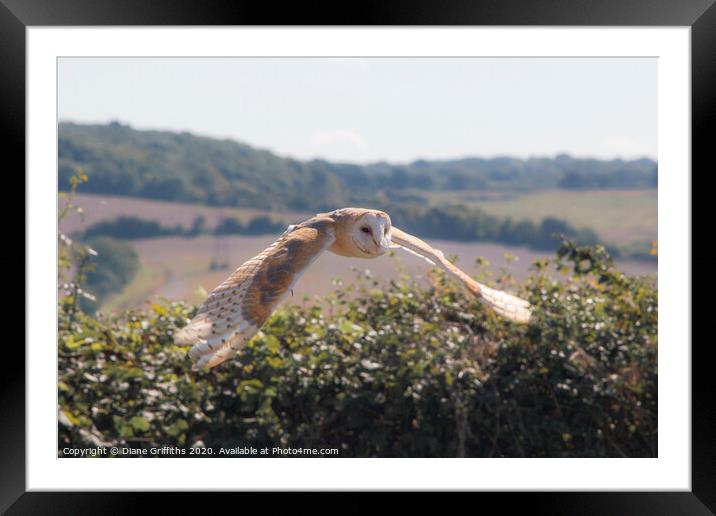 Barn Owl Flying Framed Mounted Print by Diane Griffiths