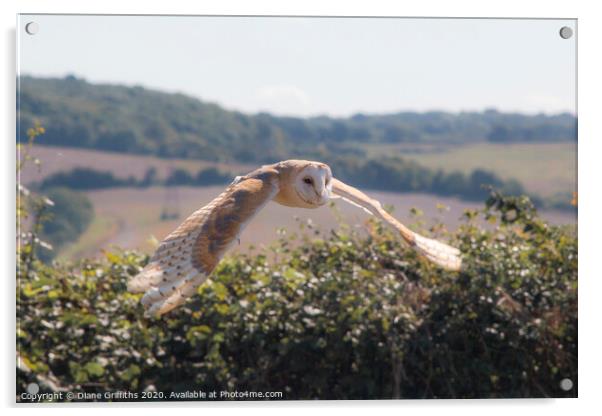 Barn Owl Flying Acrylic by Diane Griffiths