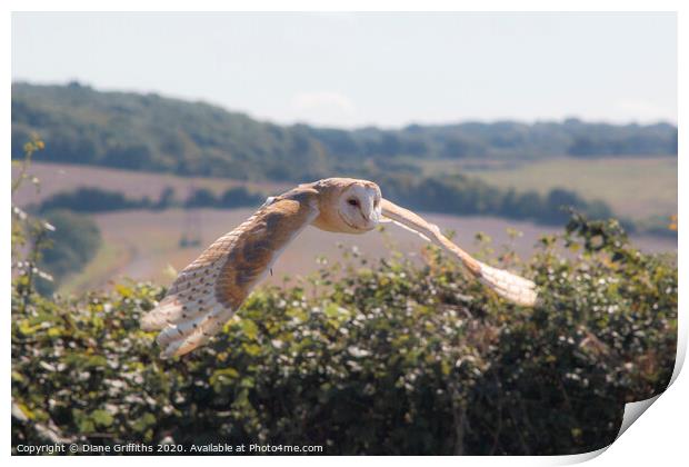 Barn Owl Flying Print by Diane Griffiths