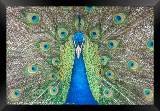 Peacock Framed Print by Diane Griffiths