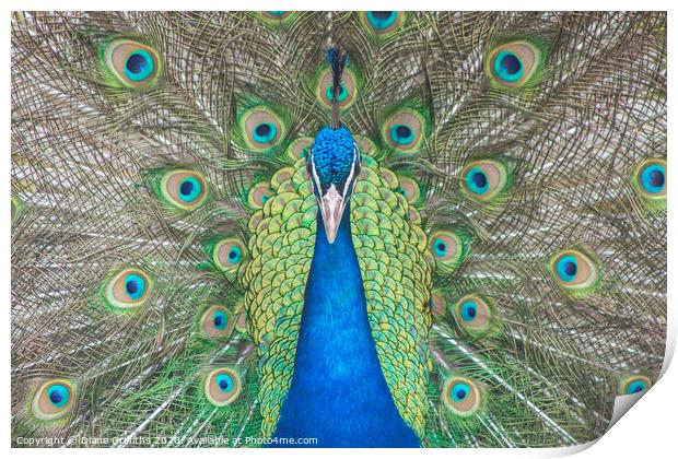 Peacock Print by Diane Griffiths