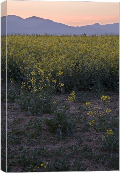 rapeseed at dawn Canvas Print by Ian Middleton