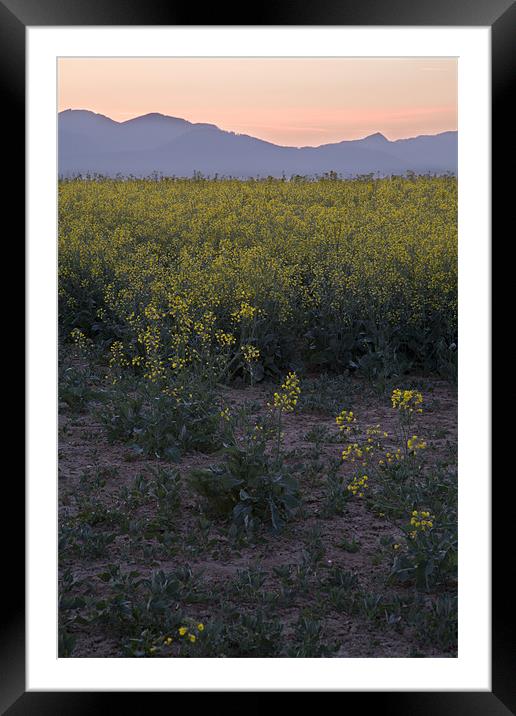 rapeseed at dawn Framed Mounted Print by Ian Middleton
