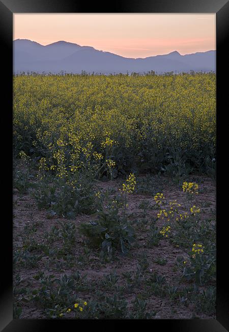 rapeseed at dawn Framed Print by Ian Middleton