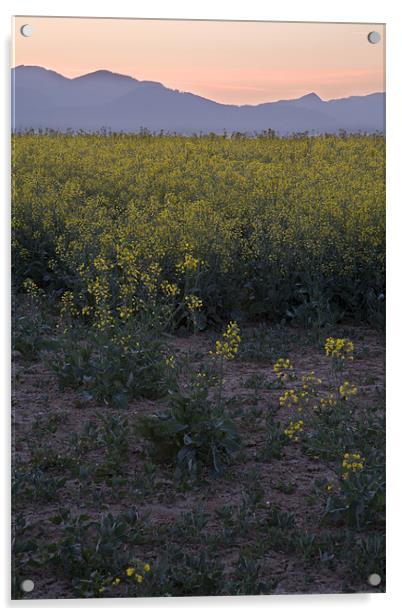 rapeseed at dawn Acrylic by Ian Middleton