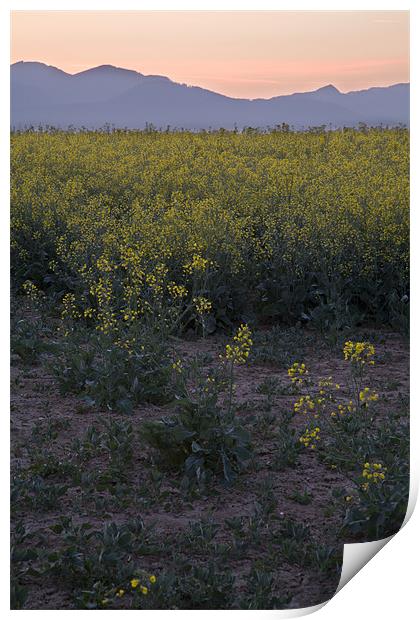 rapeseed at dawn Print by Ian Middleton