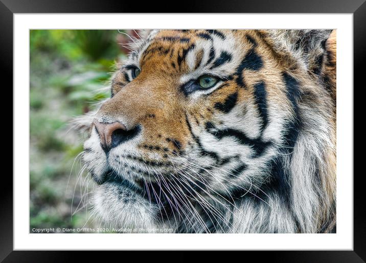 Tiger Portrait Framed Mounted Print by Diane Griffiths