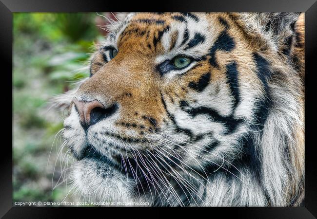 Tiger Portrait Framed Print by Diane Griffiths