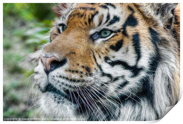 Tiger Portrait Print by Diane Griffiths