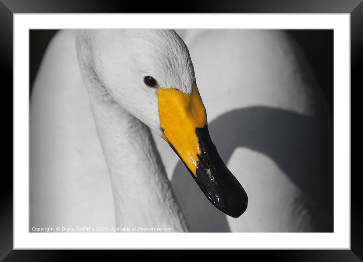 Whooper Swan close up Framed Mounted Print by Diane Griffiths
