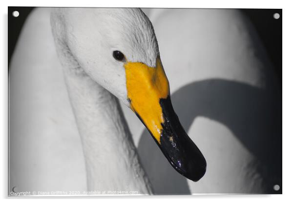 Whooper Swan close up Acrylic by Diane Griffiths