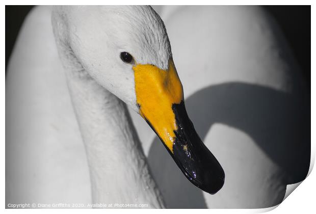 Whooper Swan close up Print by Diane Griffiths