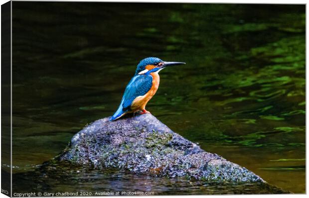 Kingfisher Canvas Print by Gary chadbond