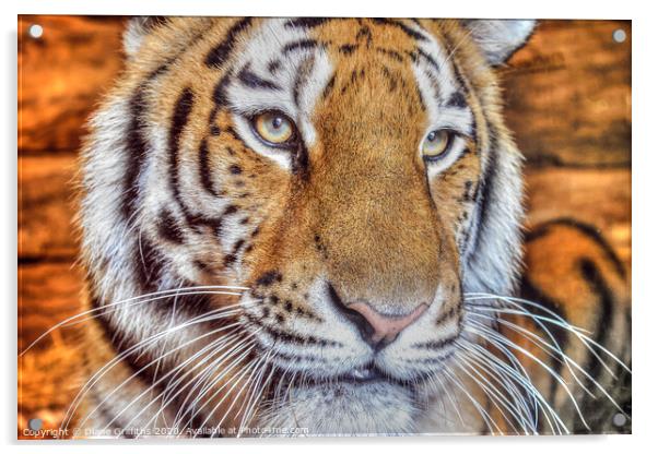 Tiger Portrait Acrylic by Diane Griffiths