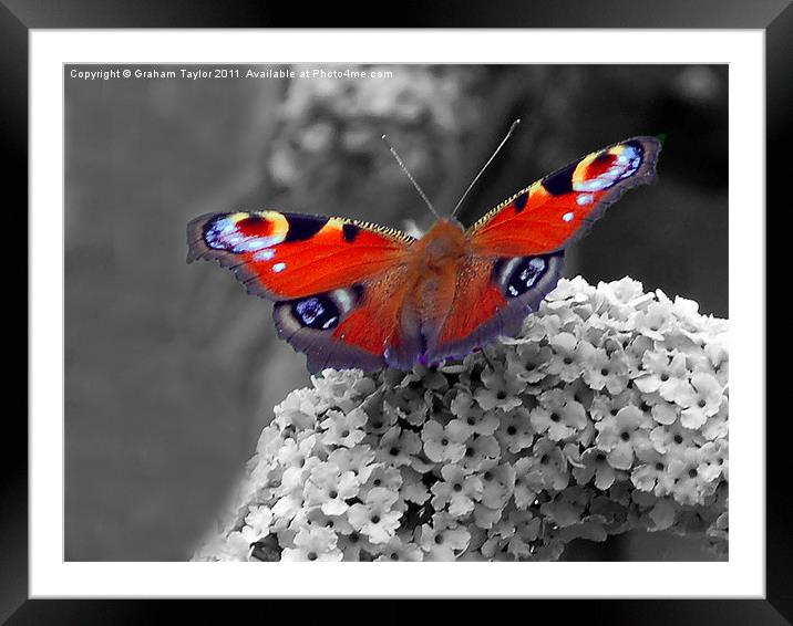 Vibrant Peacock Butterfly Framed Mounted Print by Graham Taylor