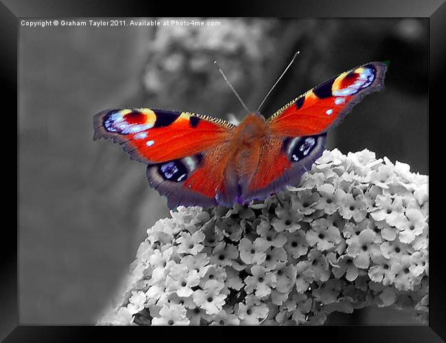 Vibrant Peacock Butterfly Framed Print by Graham Taylor