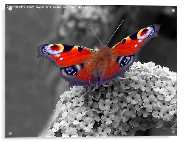 Vibrant Peacock Butterfly Acrylic by Graham Taylor