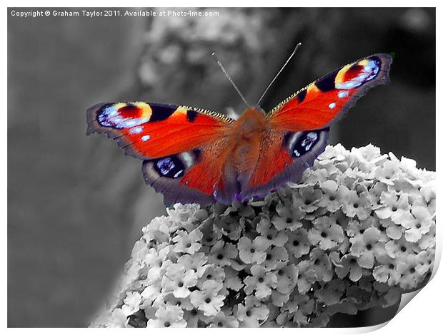 Vibrant Peacock Butterfly Print by Graham Taylor