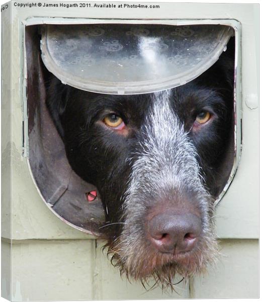 Dog in a Flap Canvas Print by James Hogarth
