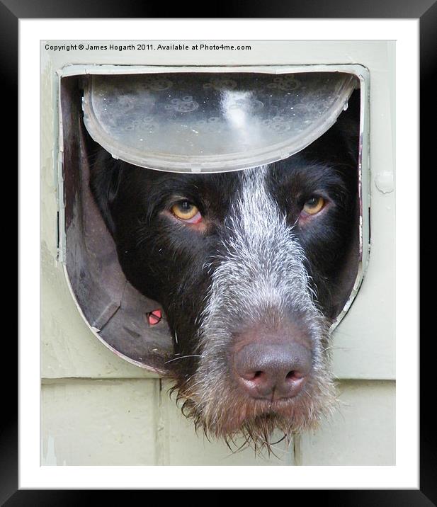 Dog in a Flap Framed Mounted Print by James Hogarth