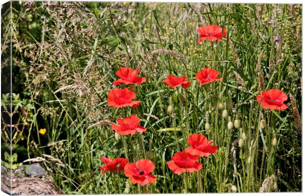 Blood-red Poppies growing wild Canvas Print by Jim Jones
