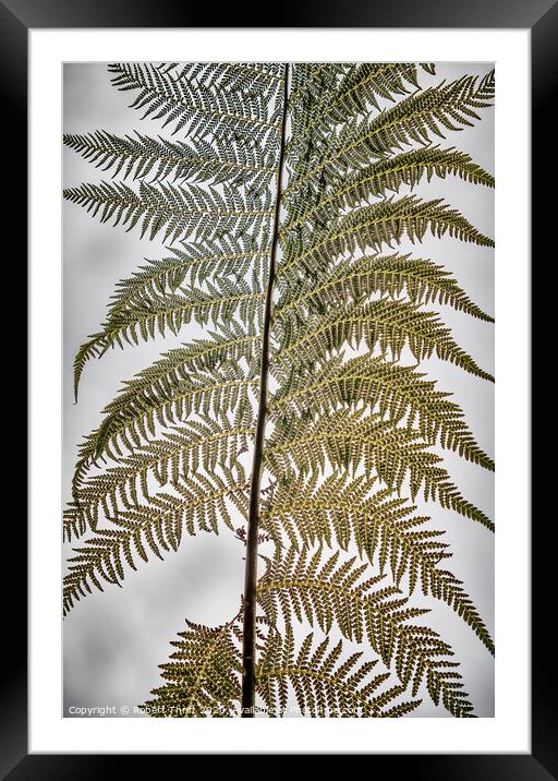 Tree fern frond Framed Mounted Print by Robert Thrift