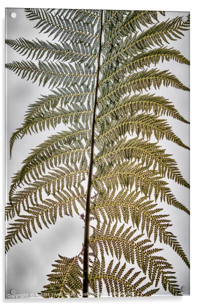 Tree fern frond Acrylic by Robert Thrift