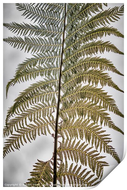 Tree fern frond Print by Robert Thrift
