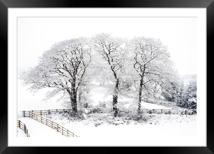 These Three Trees Framed Mounted Print by Heidi Stewart