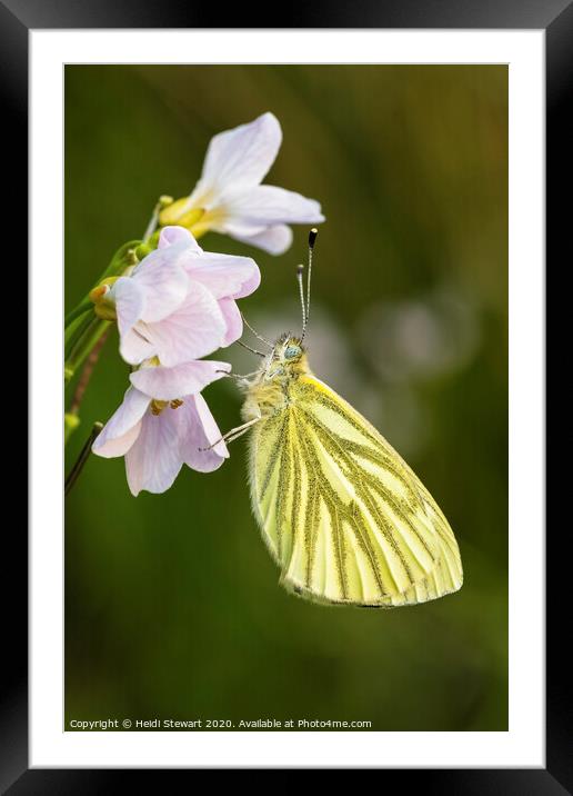 Green Veined White Butterfly  Framed Mounted Print by Heidi Stewart