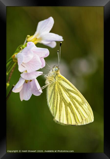 Green Veined White Butterfly  Framed Print by Heidi Stewart