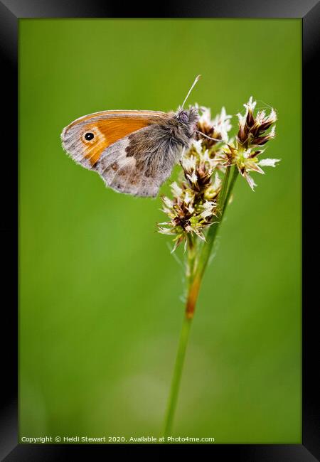 Small Heath Butterfly Framed Print by Heidi Stewart