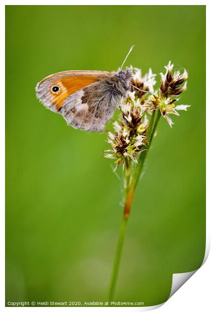 Small Heath Butterfly Print by Heidi Stewart