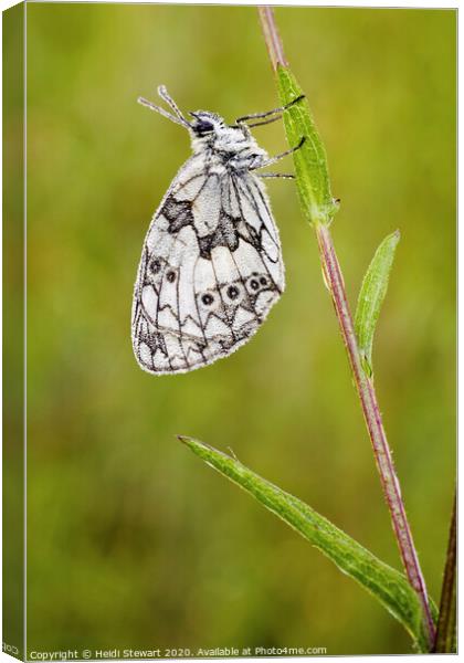 Marbled White Butterfly Canvas Print by Heidi Stewart