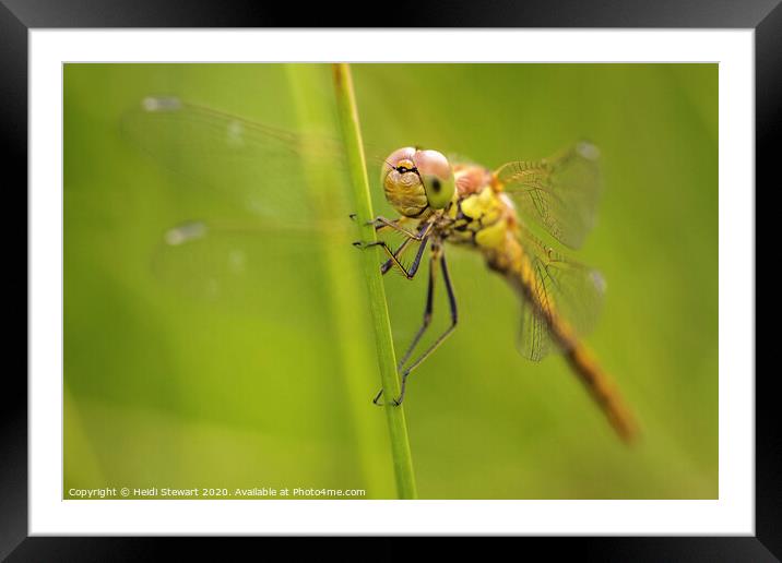 Common Darter Dragonfly Framed Mounted Print by Heidi Stewart
