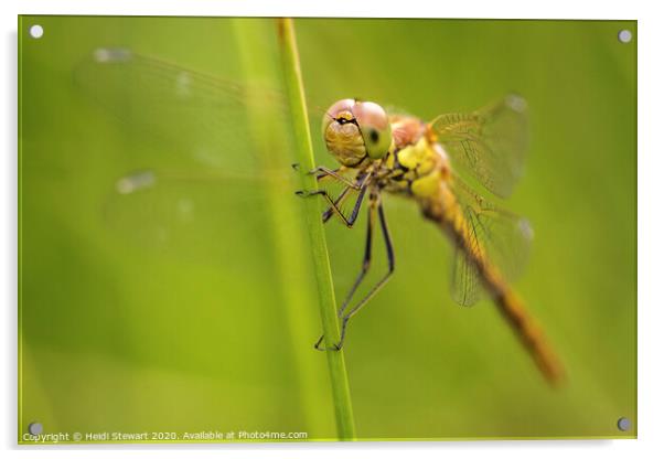 Common Darter Dragonfly Acrylic by Heidi Stewart